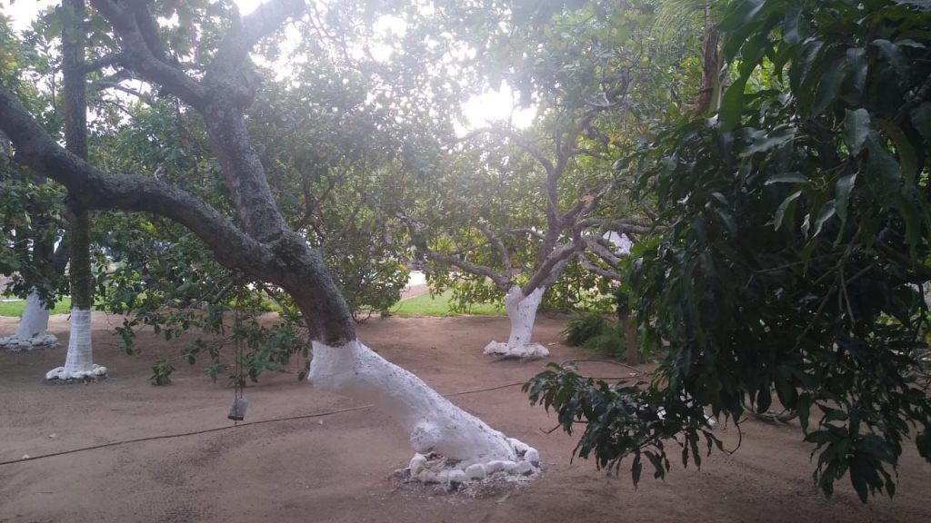 Sítio a venda de 5.000m² em Mangabeira Bahia